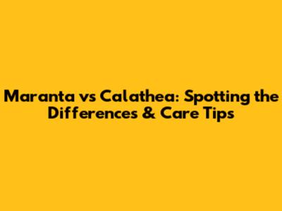 Maranta vs Calathea: Spotting the Differences & Care Tips