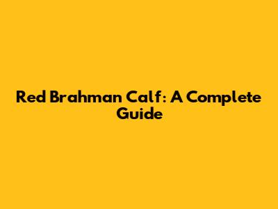 Red Brahman Calf: A Complete Guide